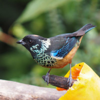 Spangle-cheeked Tanager